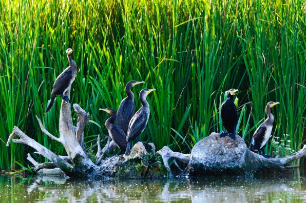 Donaudelta Kormorane